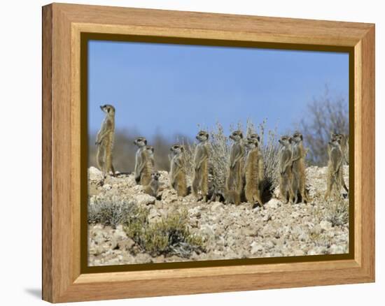 Meerkats (Suricates) (Suricata Suricatta), Kalahari Gemsbok Park, South Africa, Africa-Steve & Ann Toon-Framed Premier Image Canvas