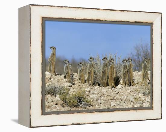 Meerkats (Suricates) (Suricata Suricatta), Kalahari Gemsbok Park, South Africa, Africa-Steve & Ann Toon-Framed Premier Image Canvas