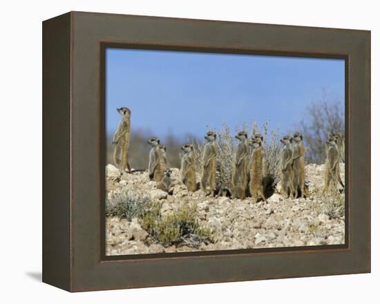 Meerkats (Suricates) (Suricata Suricatta), Kalahari Gemsbok Park, South Africa, Africa-Steve & Ann Toon-Framed Premier Image Canvas