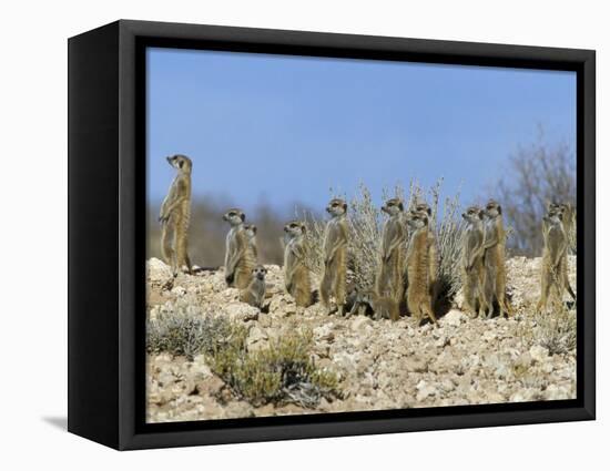 Meerkats (Suricates) (Suricata Suricatta), Kalahari Gemsbok Park, South Africa, Africa-Steve & Ann Toon-Framed Premier Image Canvas