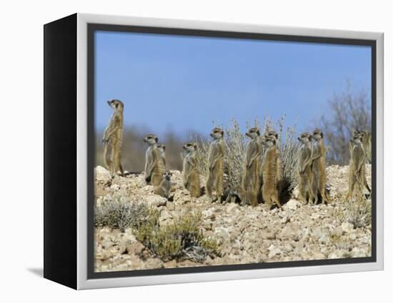 Meerkats (Suricates) (Suricata Suricatta), Kalahari Gemsbok Park, South Africa, Africa-Steve & Ann Toon-Framed Premier Image Canvas