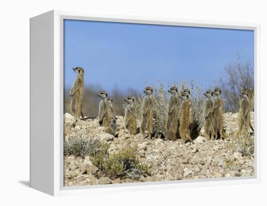 Meerkats (Suricates) (Suricata Suricatta), Kalahari Gemsbok Park, South Africa, Africa-Steve & Ann Toon-Framed Premier Image Canvas