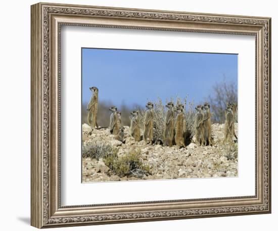 Meerkats (Suricates) (Suricata Suricatta), Kalahari Gemsbok Park, South Africa, Africa-Steve & Ann Toon-Framed Photographic Print