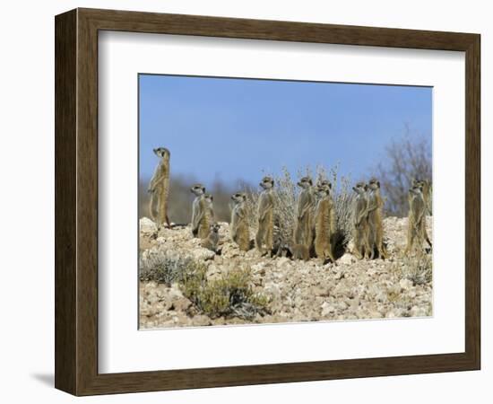 Meerkats (Suricates) (Suricata Suricatta), Kalahari Gemsbok Park, South Africa, Africa-Steve & Ann Toon-Framed Photographic Print