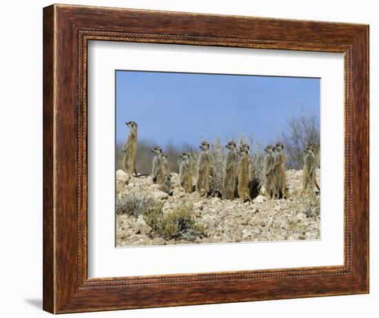 Meerkats (Suricates) (Suricata Suricatta), Kalahari Gemsbok Park, South Africa, Africa-Steve & Ann Toon-Framed Photographic Print