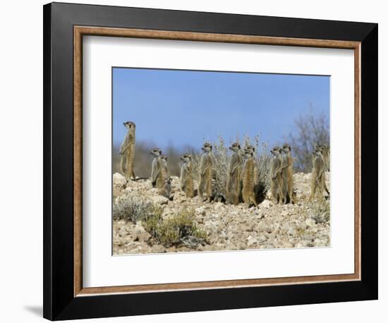 Meerkats (Suricates) (Suricata Suricatta), Kalahari Gemsbok Park, South Africa, Africa-Steve & Ann Toon-Framed Photographic Print