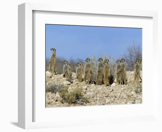 Meerkats (Suricates) (Suricata Suricatta), Kalahari Gemsbok Park, South Africa, Africa-Steve & Ann Toon-Framed Photographic Print