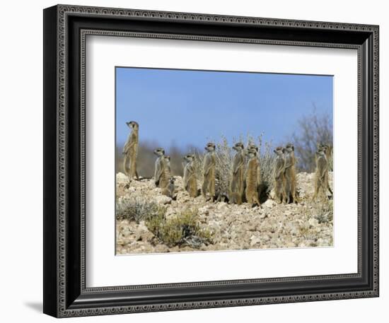 Meerkats (Suricates) (Suricata Suricatta), Kalahari Gemsbok Park, South Africa, Africa-Steve & Ann Toon-Framed Photographic Print