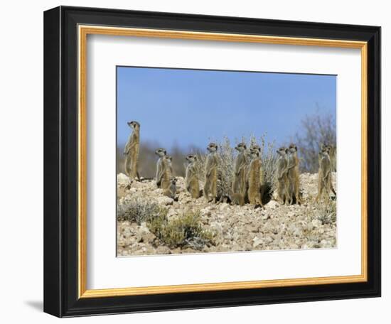 Meerkats (Suricates) (Suricata Suricatta), Kalahari Gemsbok Park, South Africa, Africa-Steve & Ann Toon-Framed Photographic Print