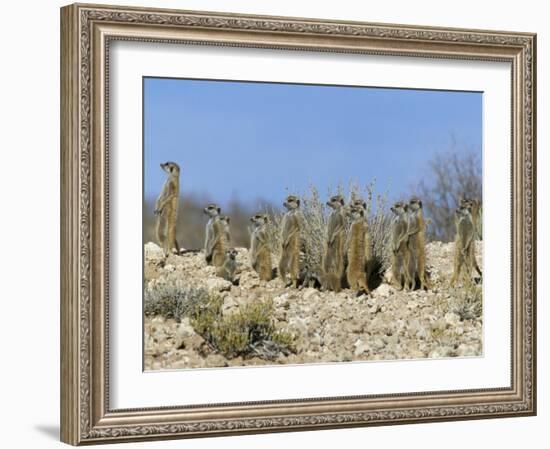 Meerkats (Suricates) (Suricata Suricatta), Kalahari Gemsbok Park, South Africa, Africa-Steve & Ann Toon-Framed Photographic Print