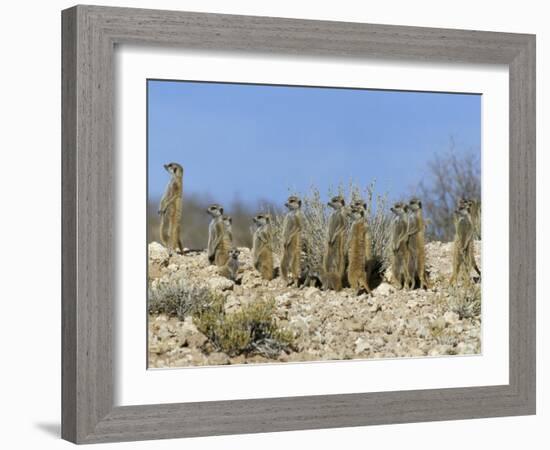 Meerkats (Suricates) (Suricata Suricatta), Kalahari Gemsbok Park, South Africa, Africa-Steve & Ann Toon-Framed Photographic Print