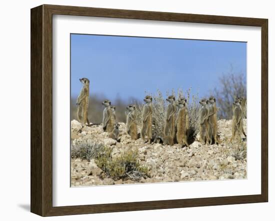 Meerkats (Suricates) (Suricata Suricatta), Kalahari Gemsbok Park, South Africa, Africa-Steve & Ann Toon-Framed Photographic Print