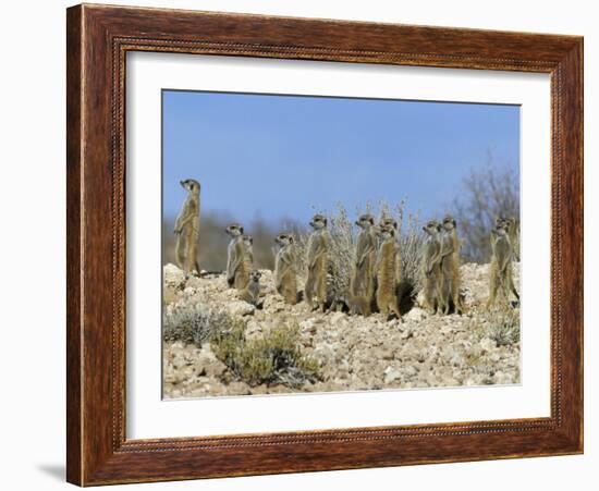 Meerkats (Suricates) (Suricata Suricatta), Kalahari Gemsbok Park, South Africa, Africa-Steve & Ann Toon-Framed Photographic Print