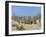 Meerkats (Suricates) (Suricata Suricatta), Kalahari Gemsbok Park, South Africa, Africa-Steve & Ann Toon-Framed Photographic Print