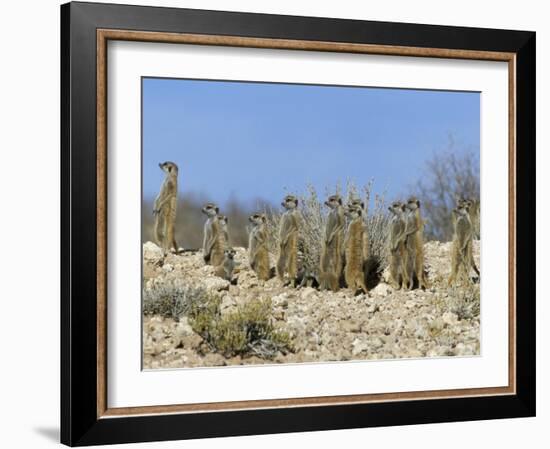 Meerkats (Suricates) (Suricata Suricatta), Kalahari Gemsbok Park, South Africa, Africa-Steve & Ann Toon-Framed Photographic Print