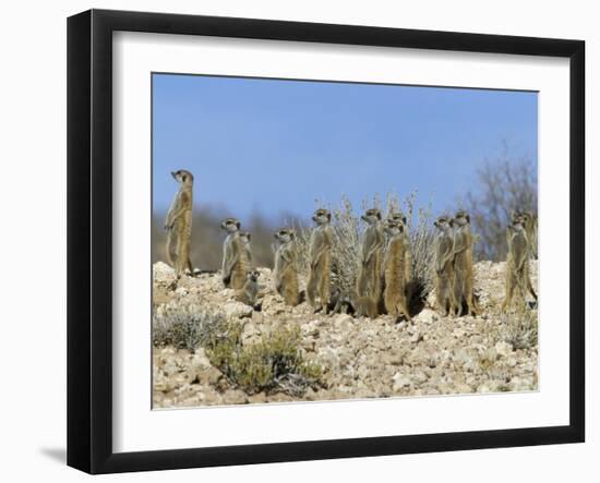 Meerkats (Suricates) (Suricata Suricatta), Kalahari Gemsbok Park, South Africa, Africa-Steve & Ann Toon-Framed Photographic Print