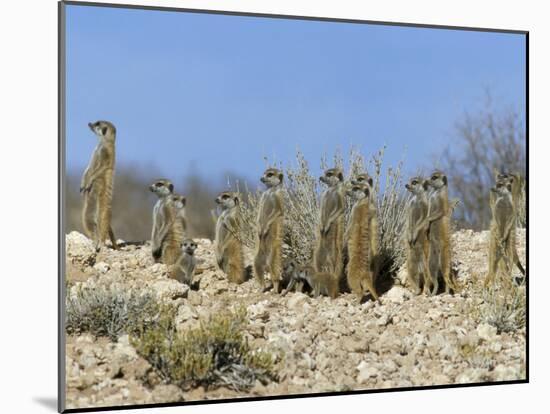 Meerkats (Suricates) (Suricata Suricatta), Kalahari Gemsbok Park, South Africa, Africa-Steve & Ann Toon-Mounted Photographic Print