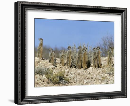 Meerkats (Suricates) (Suricata Suricatta), Kalahari Gemsbok Park, South Africa, Africa-Steve & Ann Toon-Framed Photographic Print