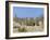 Meerkats (Suricates) (Suricata Suricatta), Kalahari Gemsbok Park, South Africa, Africa-Steve & Ann Toon-Framed Photographic Print