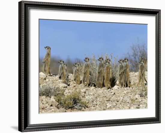 Meerkats (Suricates) (Suricata Suricatta), Kalahari Gemsbok Park, South Africa, Africa-Steve & Ann Toon-Framed Photographic Print