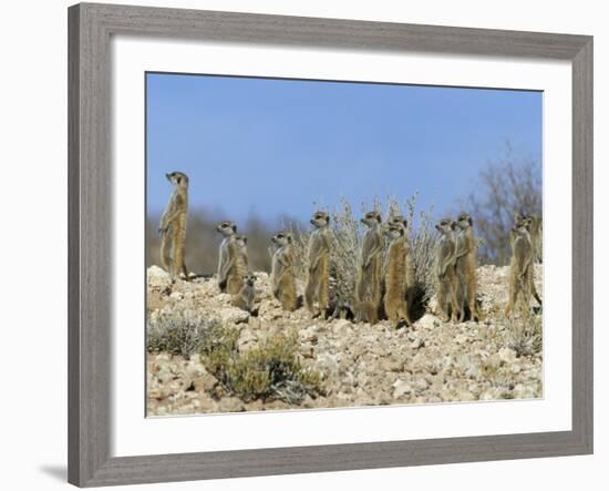 Meerkats (Suricates) (Suricata Suricatta), Kalahari Gemsbok Park, South Africa, Africa-Steve & Ann Toon-Framed Photographic Print