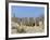 Meerkats (Suricates) (Suricata Suricatta), Kalahari Gemsbok Park, South Africa, Africa-Steve & Ann Toon-Framed Photographic Print