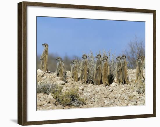 Meerkats (Suricates) (Suricata Suricatta), Kalahari Gemsbok Park, South Africa, Africa-Steve & Ann Toon-Framed Photographic Print