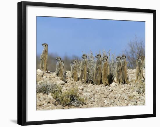 Meerkats (Suricates) (Suricata Suricatta), Kalahari Gemsbok Park, South Africa, Africa-Steve & Ann Toon-Framed Photographic Print