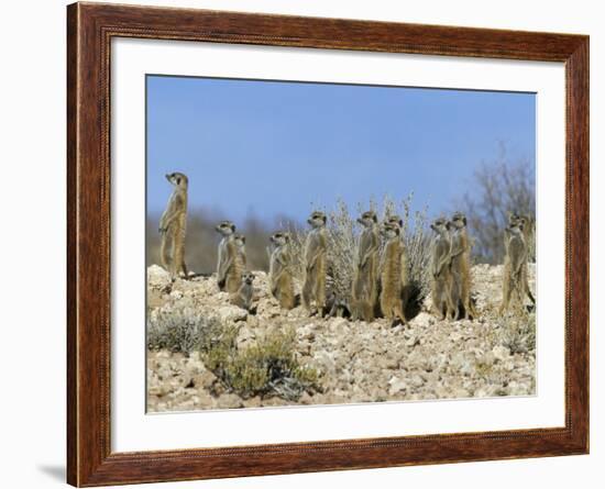 Meerkats (Suricates) (Suricata Suricatta), Kalahari Gemsbok Park, South Africa, Africa-Steve & Ann Toon-Framed Photographic Print