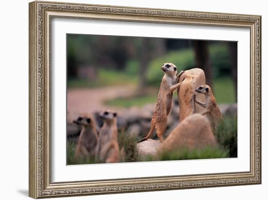 Meerkats Working-Lantern Press-Framed Art Print