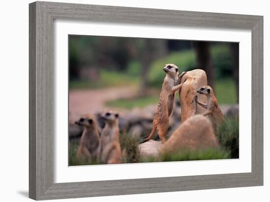 Meerkats Working-Lantern Press-Framed Art Print