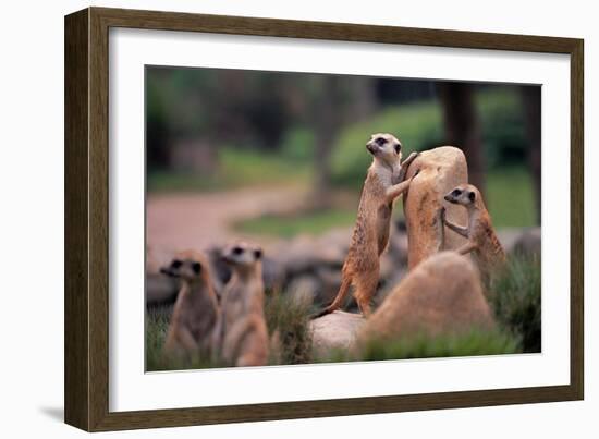 Meerkats Working-Lantern Press-Framed Art Print