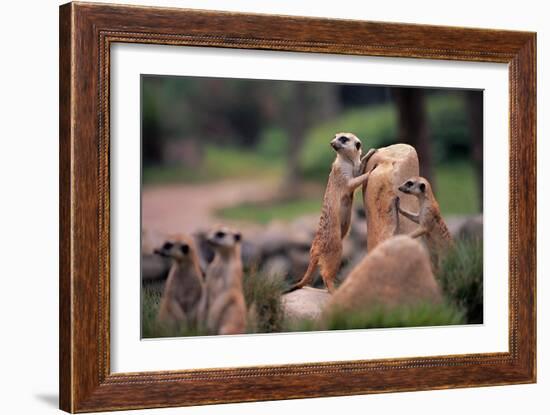 Meerkats Working-Lantern Press-Framed Art Print