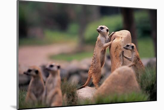 Meerkats Working-Lantern Press-Mounted Art Print