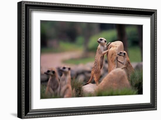 Meerkats Working-Lantern Press-Framed Art Print