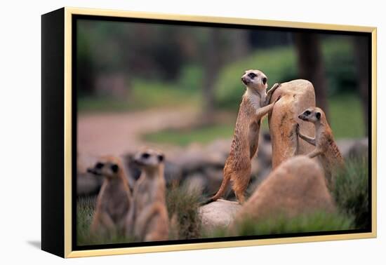 Meerkats Working-Lantern Press-Framed Stretched Canvas