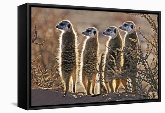 Meerkats-Tony Camacho-Framed Premier Image Canvas