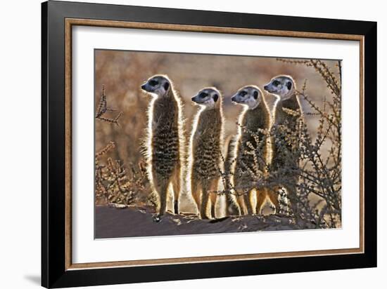 Meerkats-Tony Camacho-Framed Photographic Print