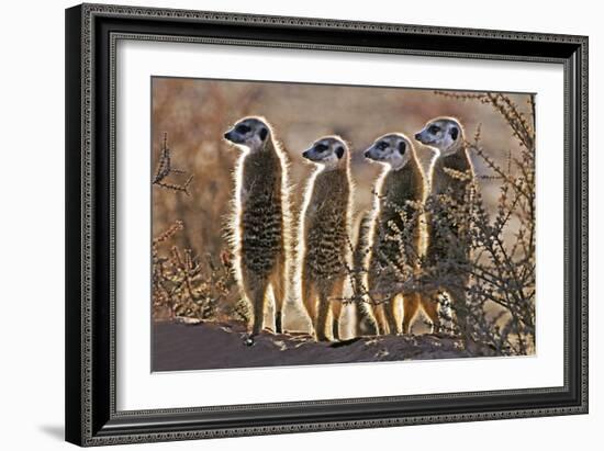 Meerkats-Tony Camacho-Framed Photographic Print