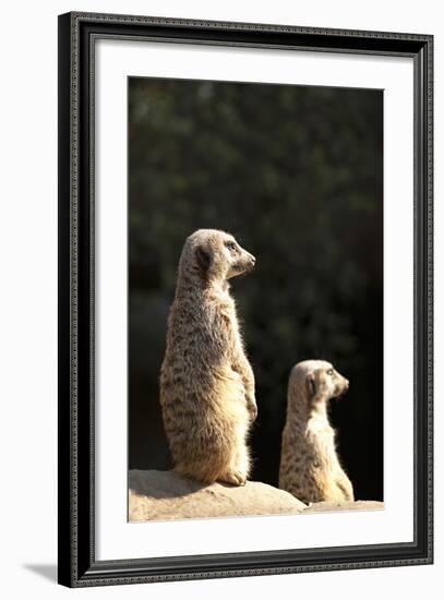 Meerkats-Karyn Millet-Framed Photographic Print