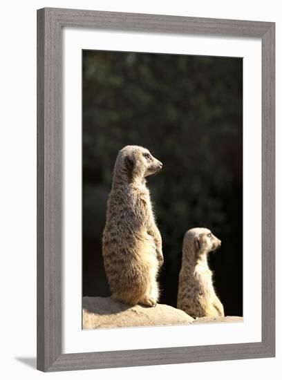 Meerkats-Karyn Millet-Framed Photographic Print