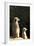 Meerkats-Karyn Millet-Framed Photographic Print