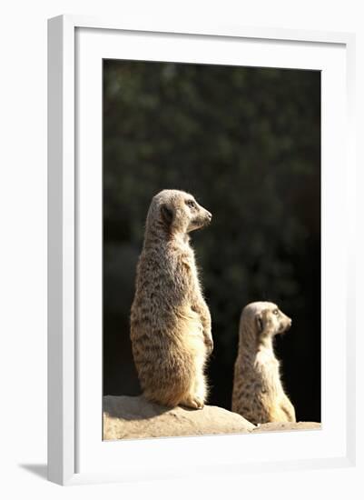 Meerkats-Karyn Millet-Framed Photographic Print