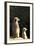 Meerkats-Karyn Millet-Framed Photographic Print