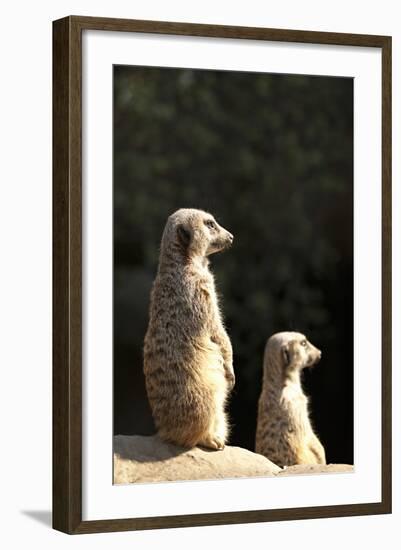 Meerkats-Karyn Millet-Framed Photographic Print