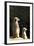 Meerkats-Karyn Millet-Framed Photographic Print