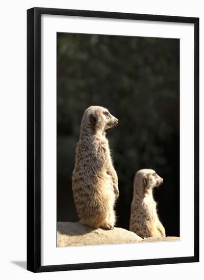 Meerkats-Karyn Millet-Framed Photographic Print