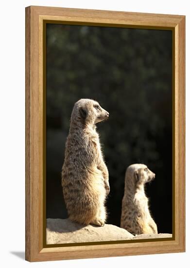 Meerkats-Karyn Millet-Framed Premier Image Canvas