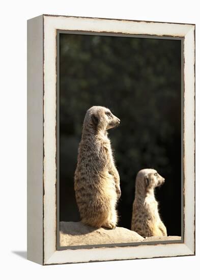 Meerkats-Karyn Millet-Framed Premier Image Canvas