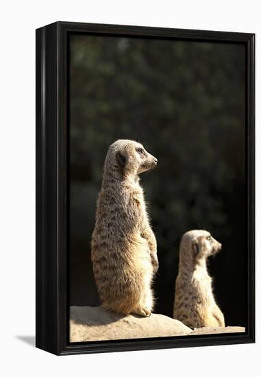 Meerkats-Karyn Millet-Framed Premier Image Canvas